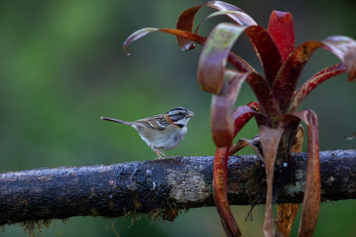 Rufous-collared Sparrow - ML647137211