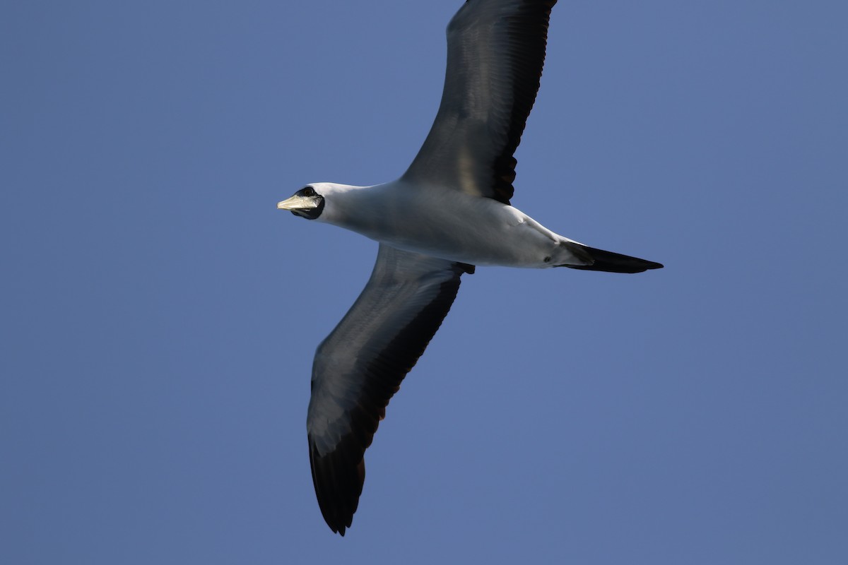 סולת המסיכה - ML647137212