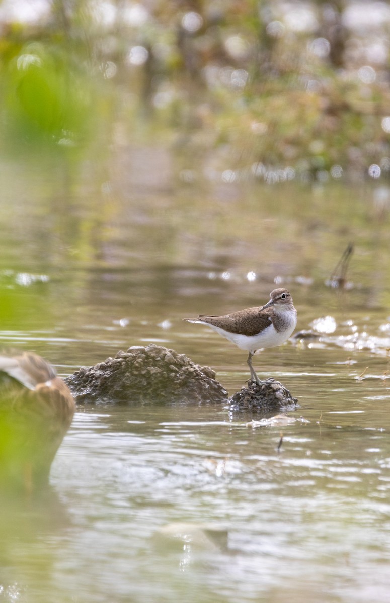 ביצנית לבנת-בטן - ML647137214