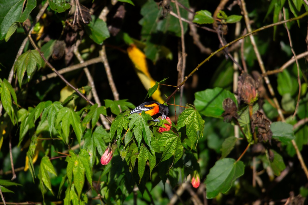 פזאי צפוני - ML647137215