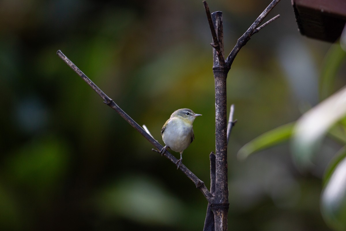 סבכון טנסי - ML647137217