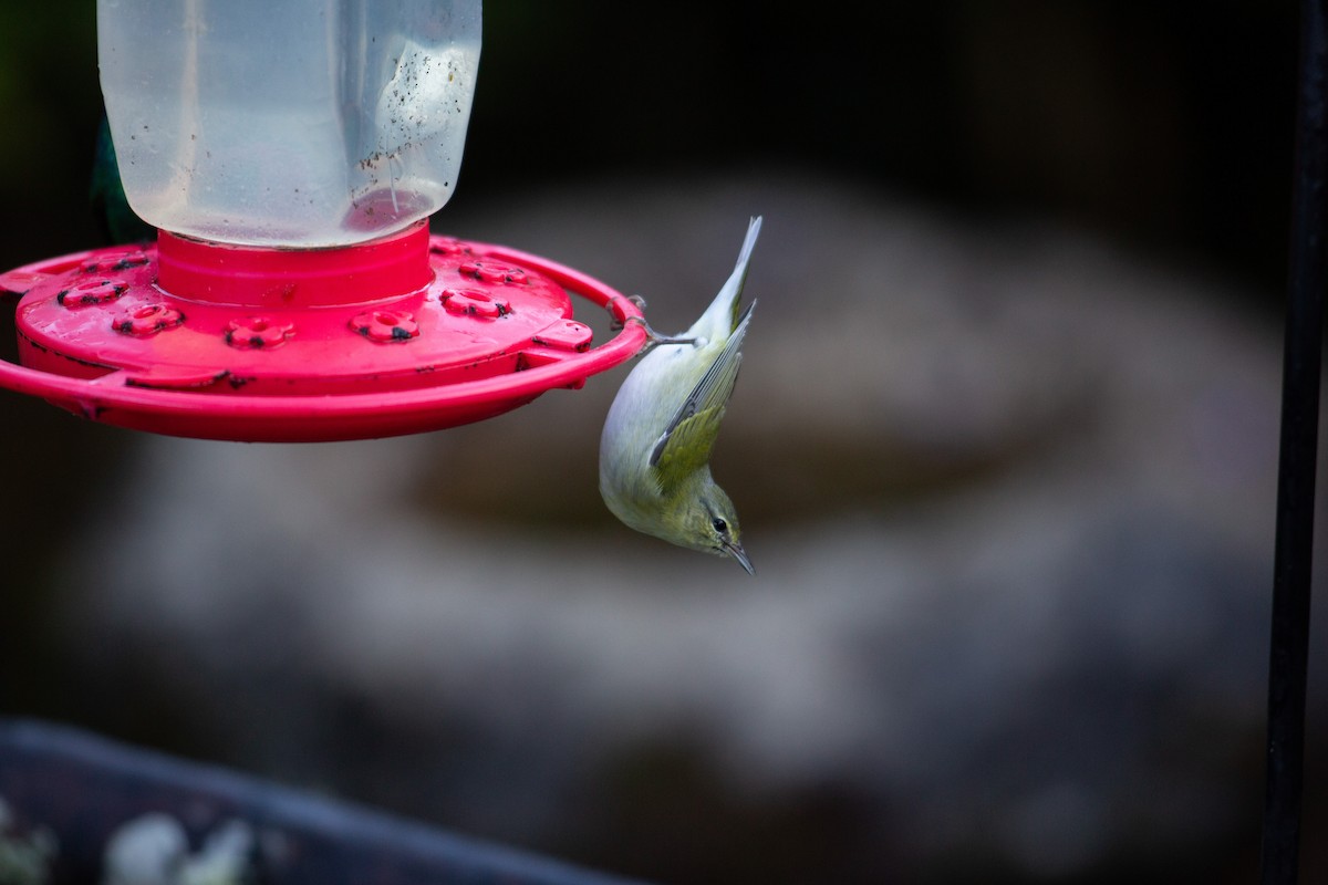 Червоїд світлобровий - ML647137218