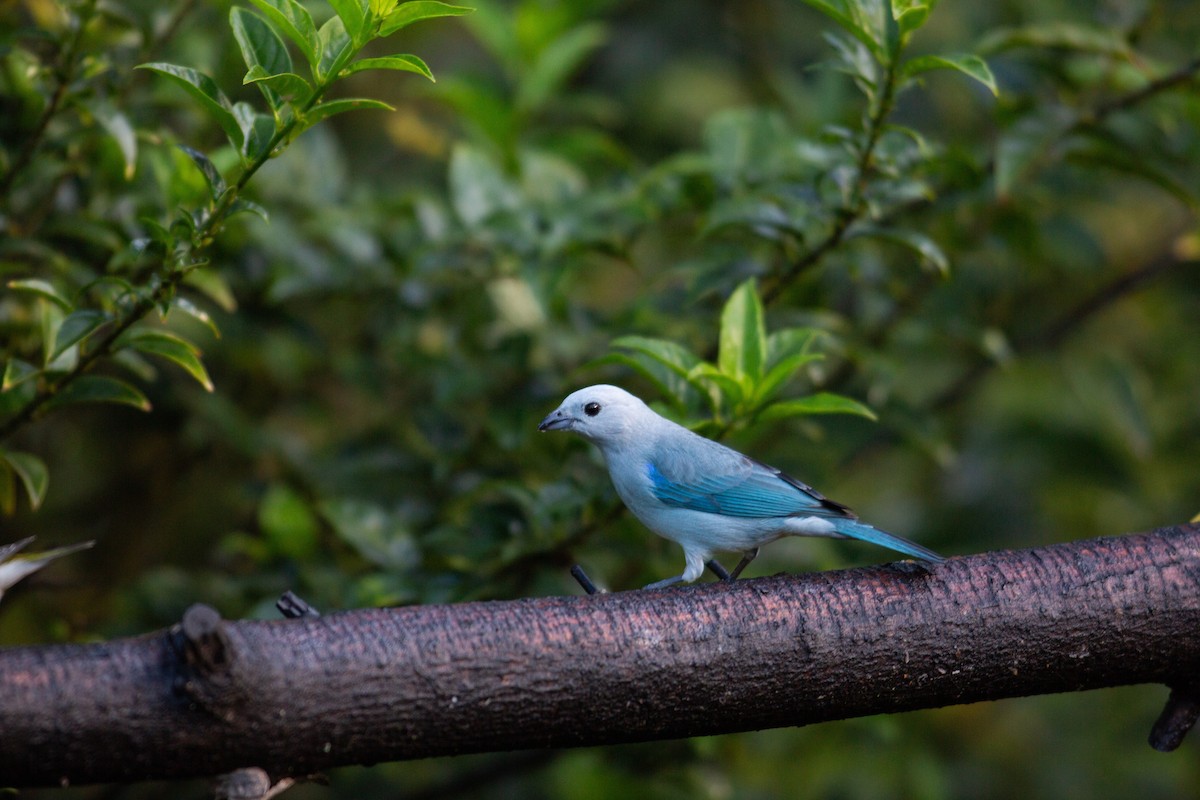Blue-gray Tanager - ML647137221