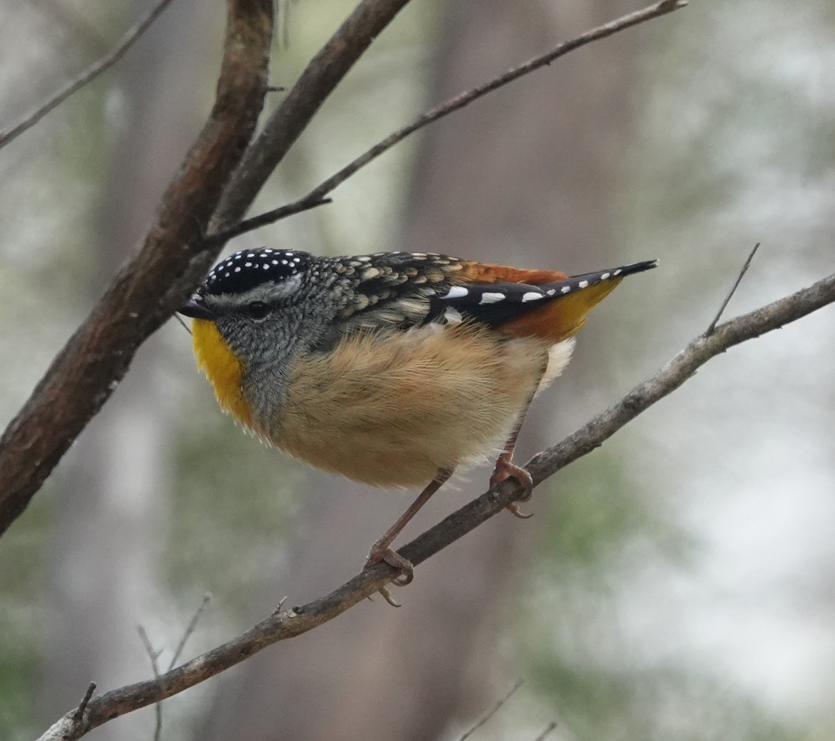 Spotted Pardalote - ML647137222