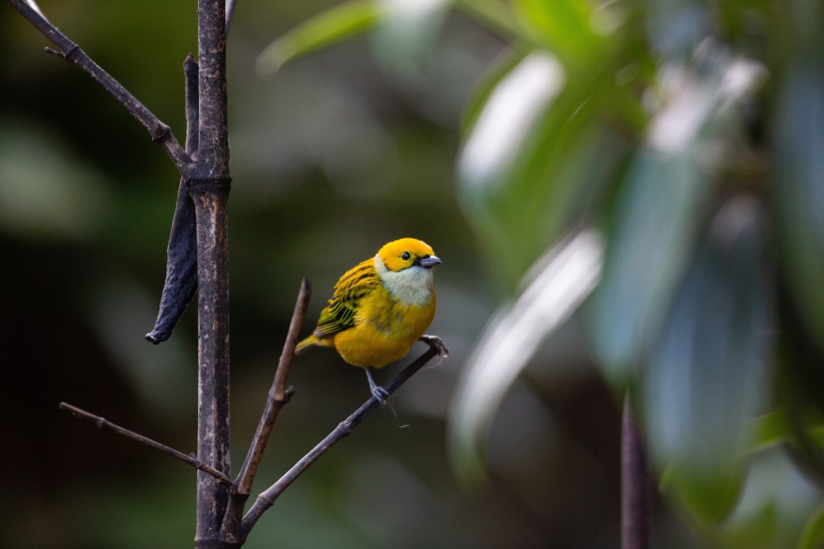 Silver-throated Tanager - ML647137223