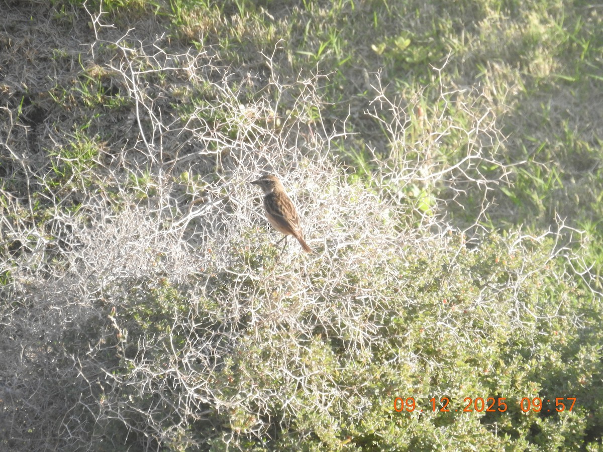 דוחל שחור-גרון - ML647137225