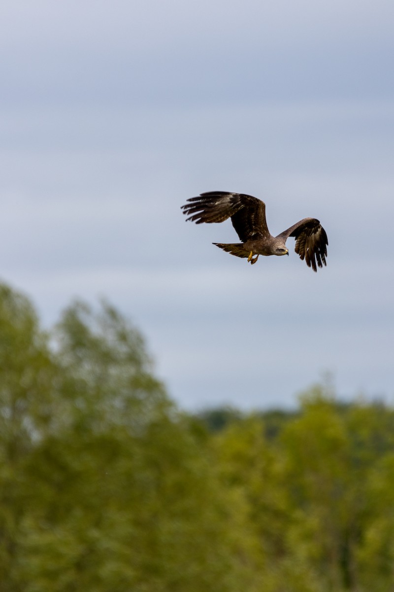 דיה שחורה - ML647137226