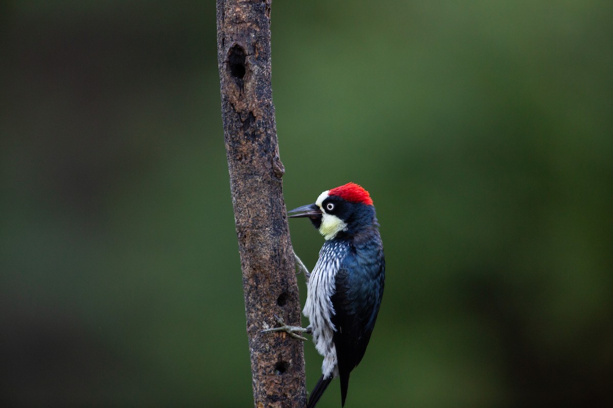Acorn Woodpecker - ML647137231