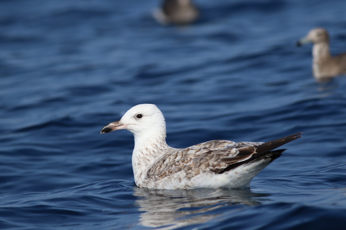 שחף שחור - ML647137233