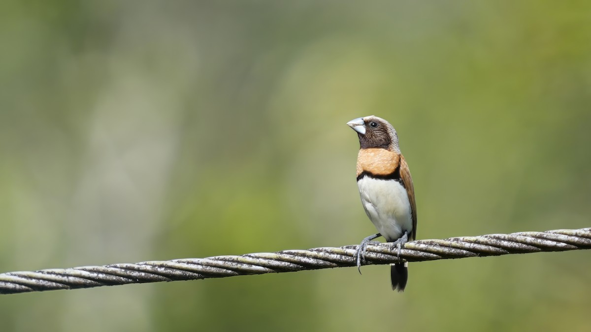Chestnut-breasted Munia - ML647137234
