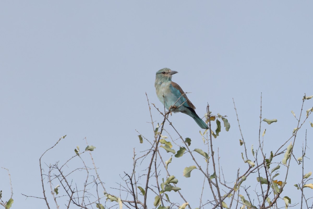 כחל מצוי - ML647137235