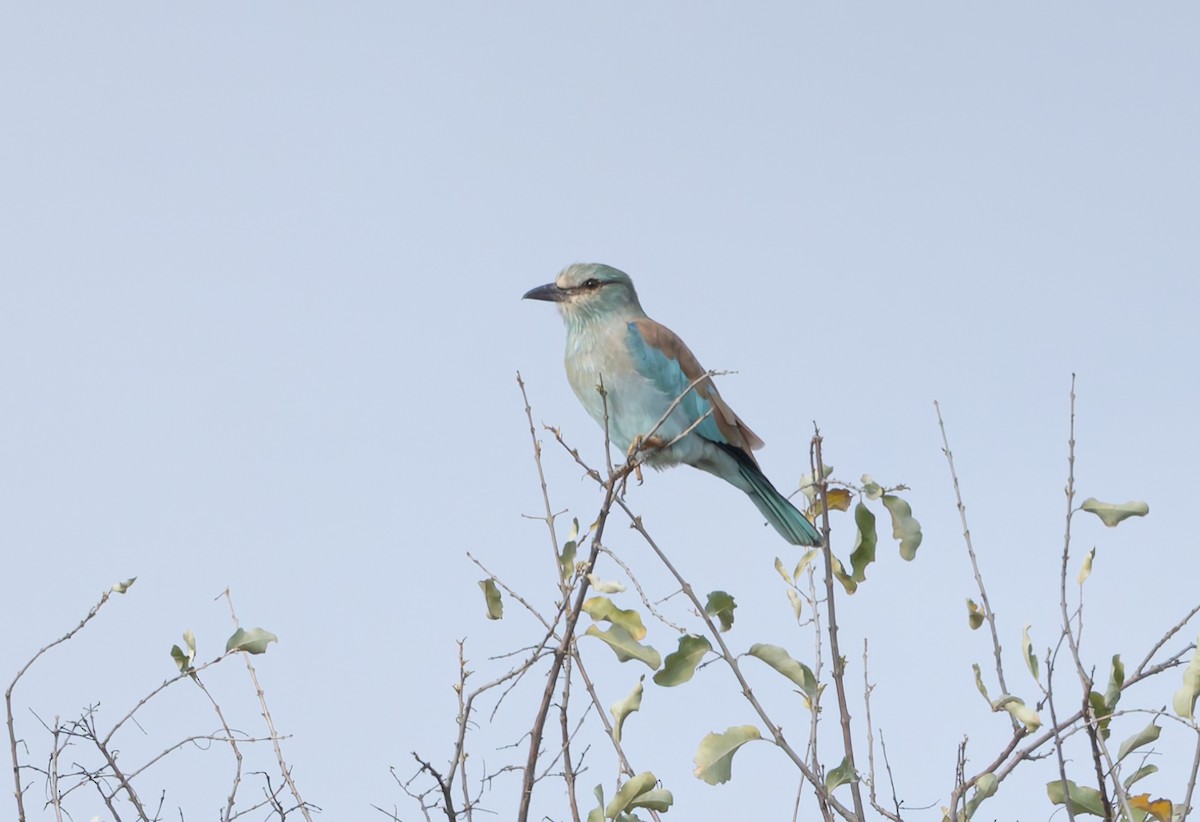 כחל מצוי - ML647137236