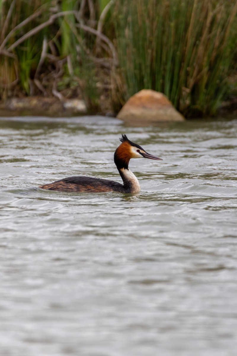 טבלן מצויץ - ML647137237