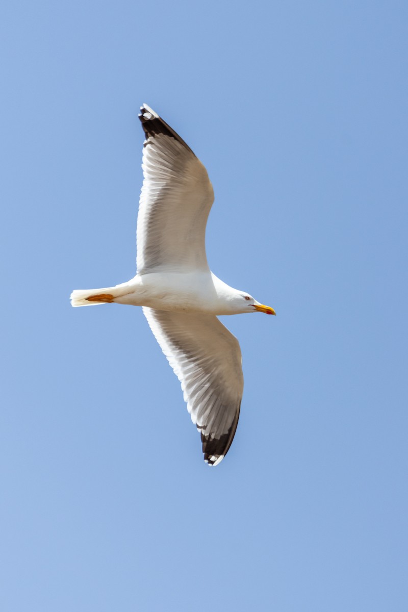 שחף צהוב-רגל - ML647137238