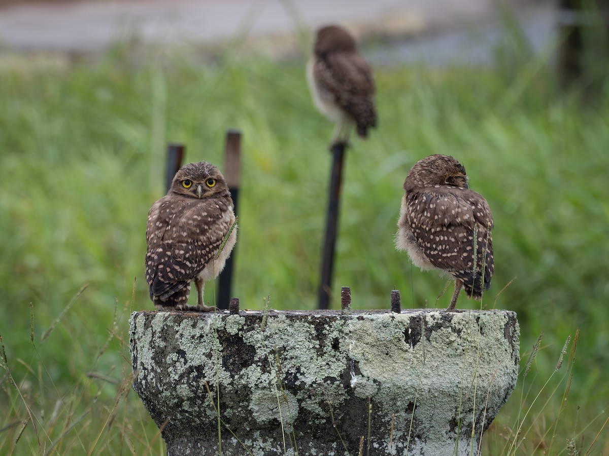 Burrowing Owl - ML647137239