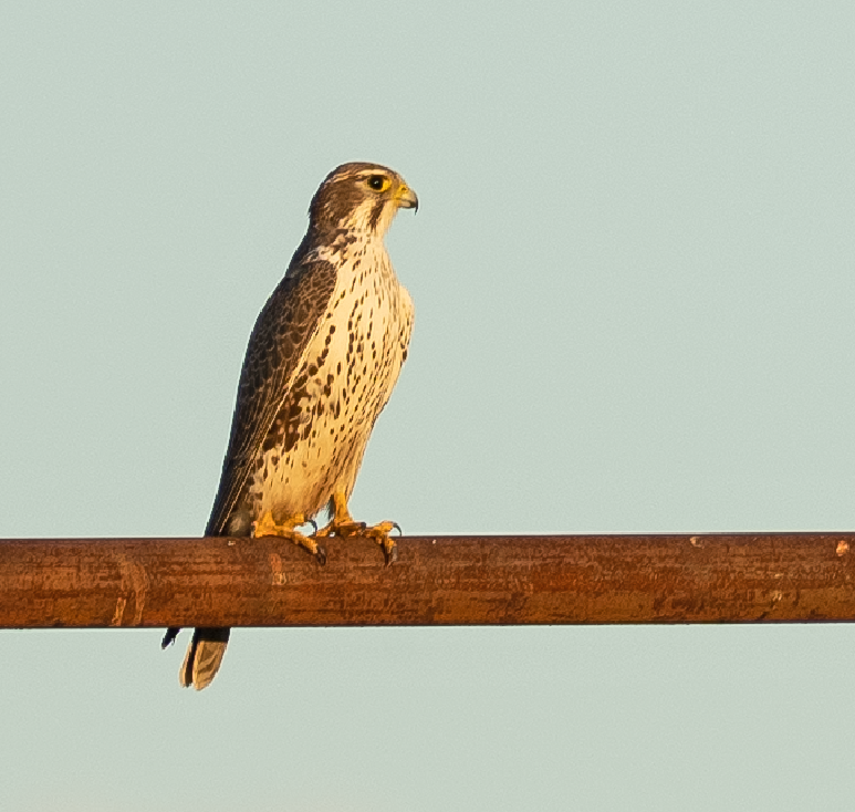 Prairie Falcon - ML647137240