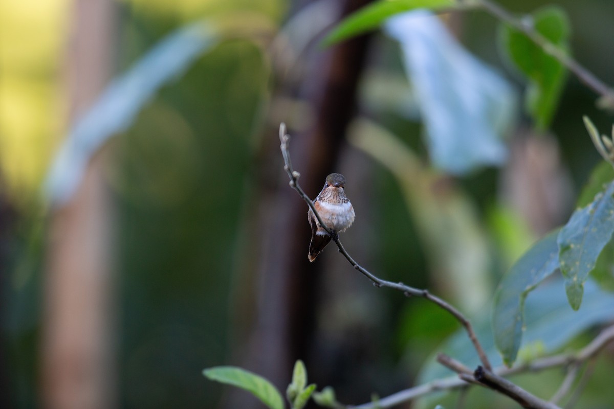 Scintillant Hummingbird - ML647137242