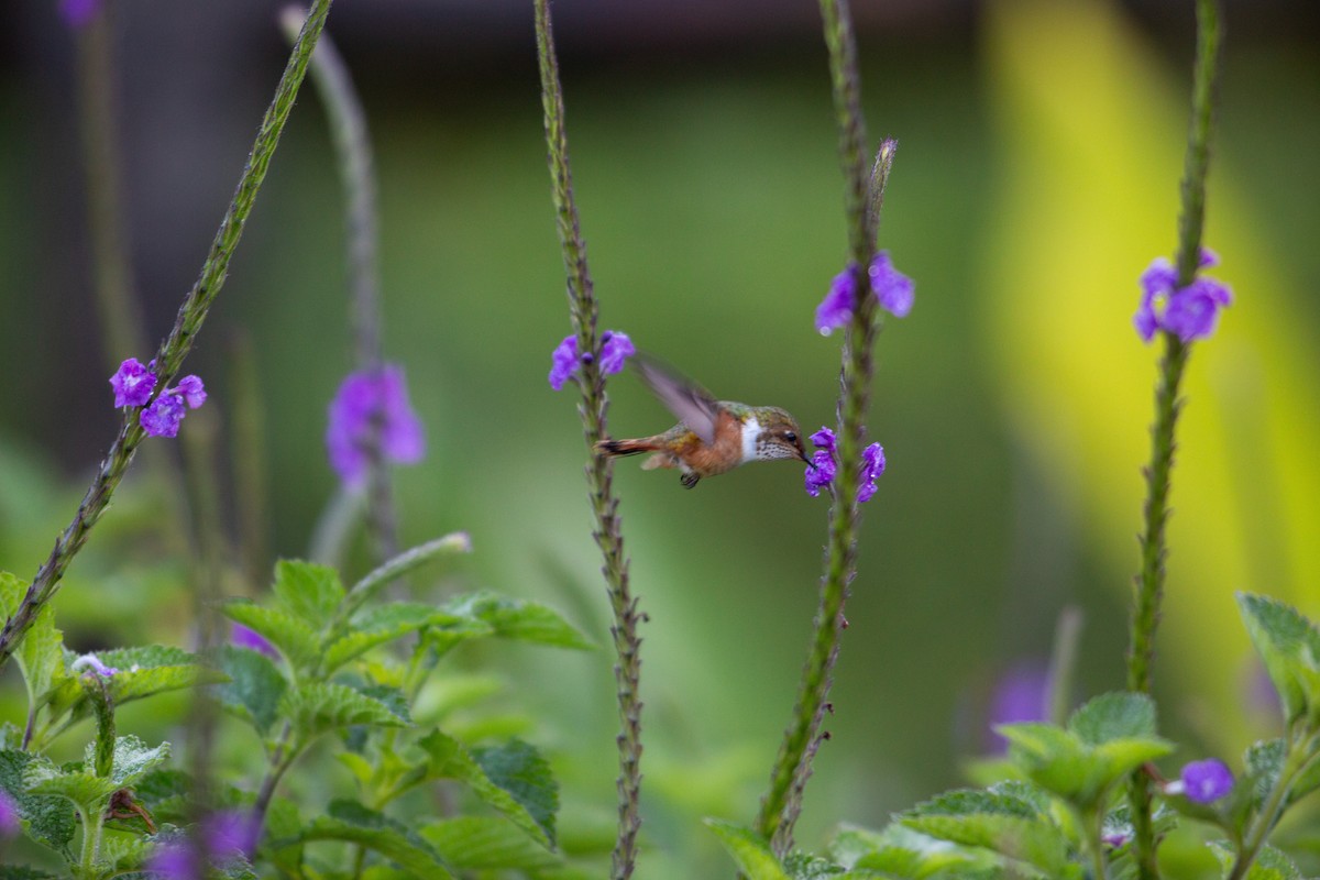 Scintillant Hummingbird - ML647137243