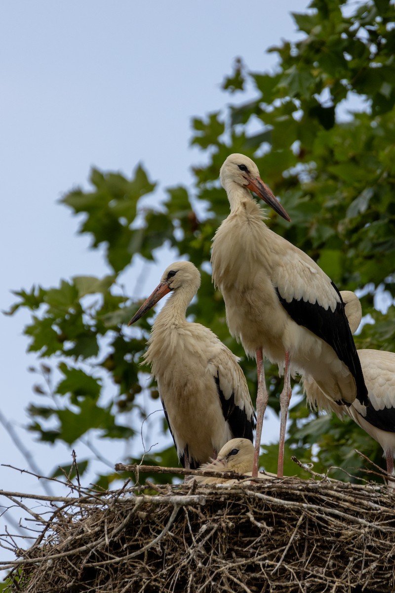 חסידה לבנה - ML647137245
