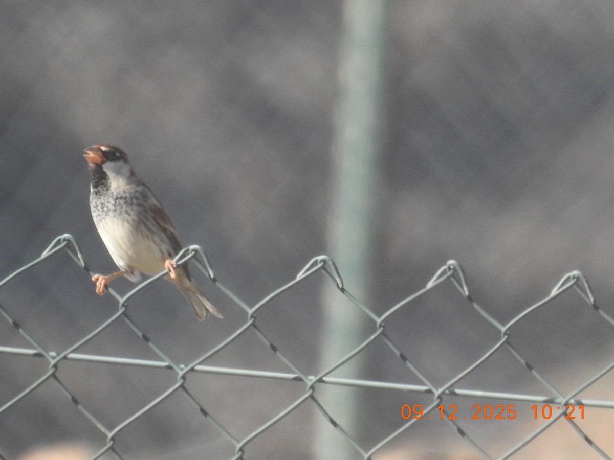 דרור ספרדי - ML647137246