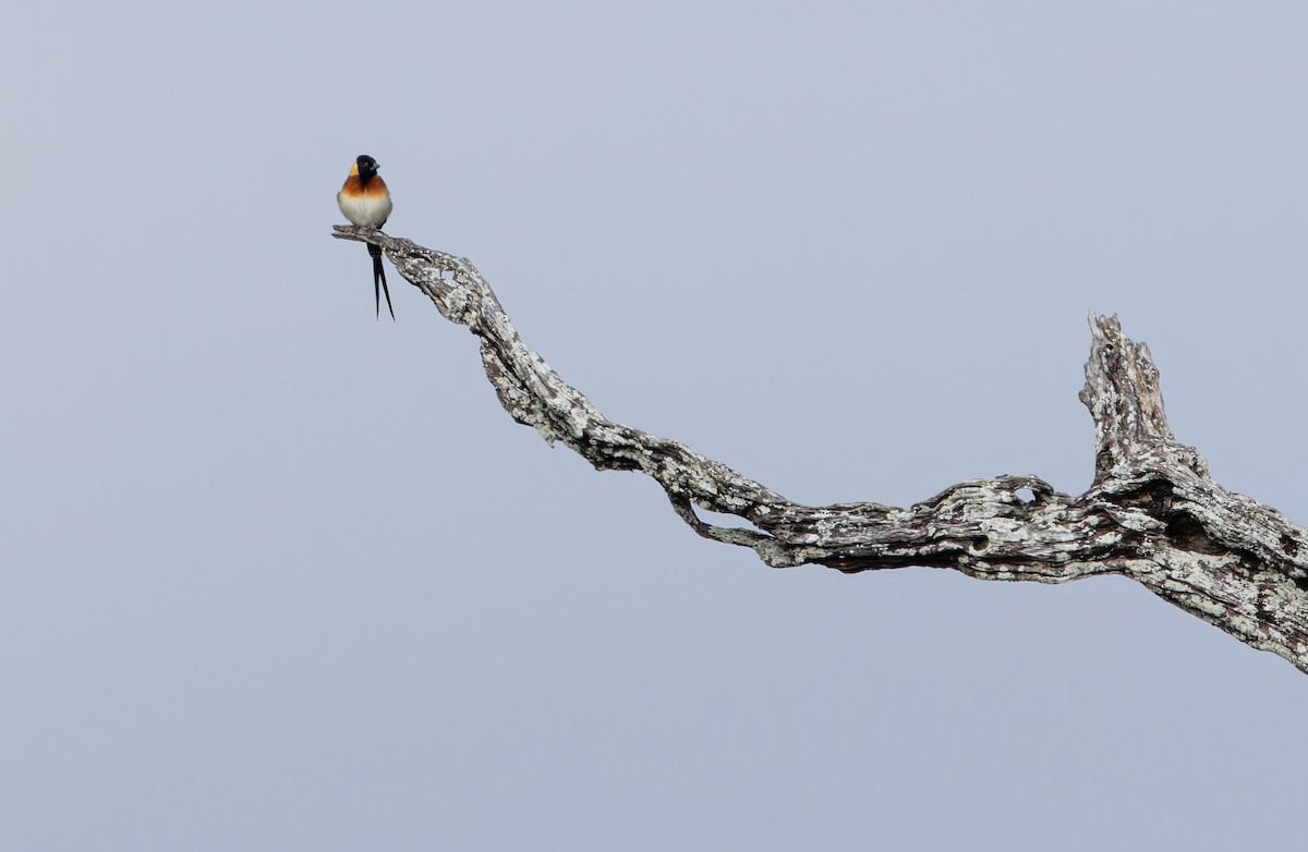 Eastern Paradise-Whydah - ML647137247