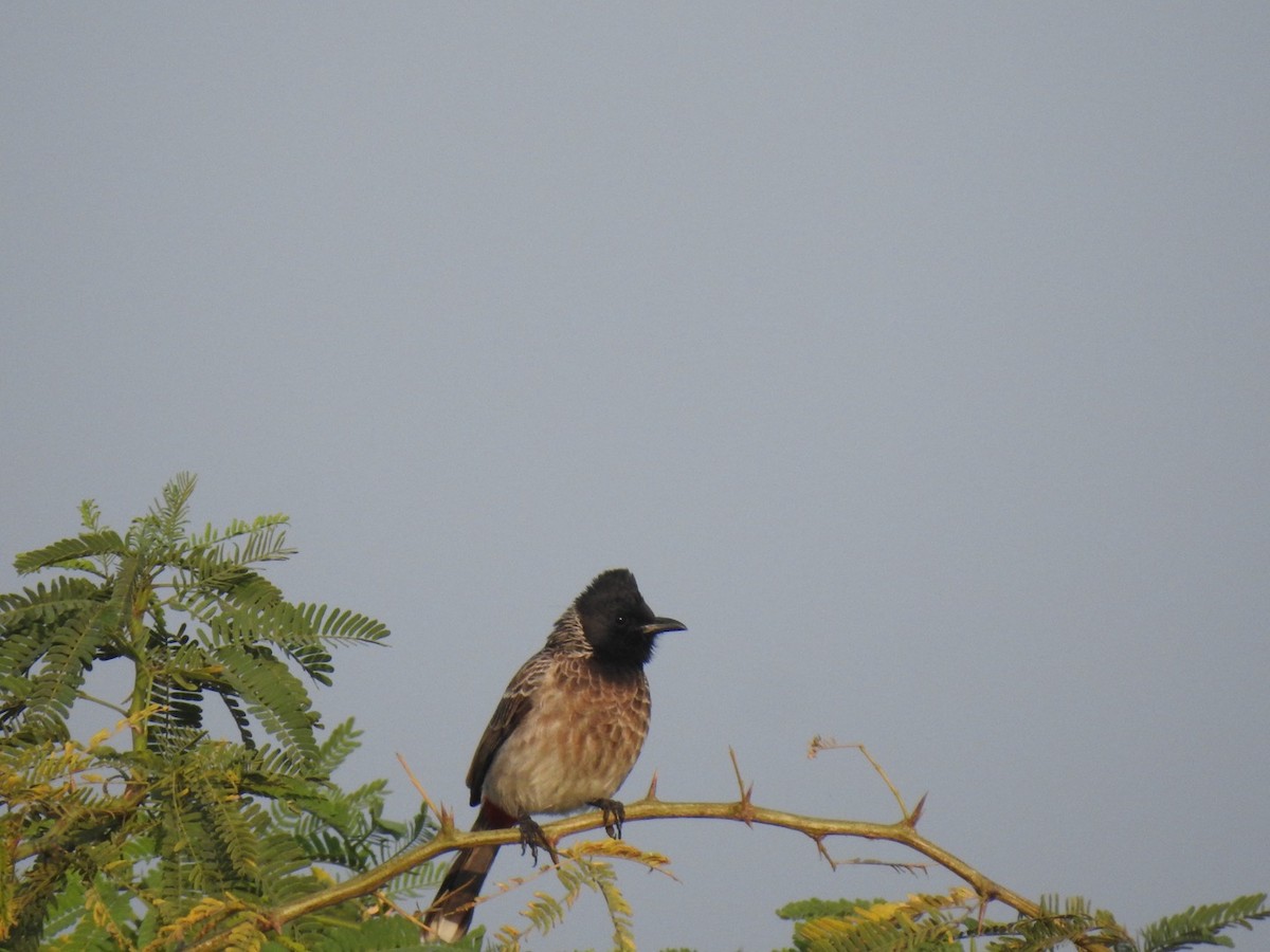 Red-vented Bulbul - ML647137250