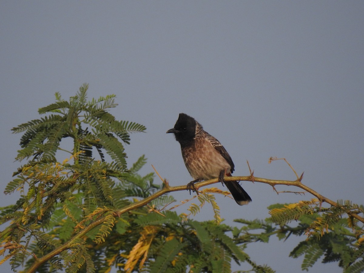 Red-vented Bulbul - ML647137251