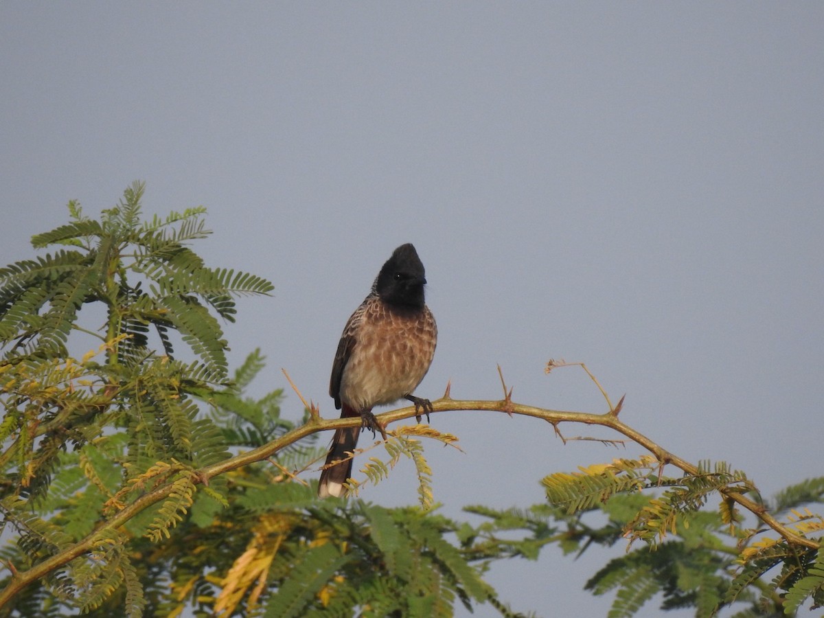 Red-vented Bulbul - ML647137252