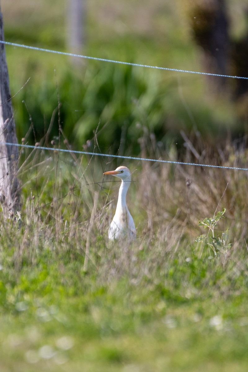 Western Cattle-Egret - ML647137253