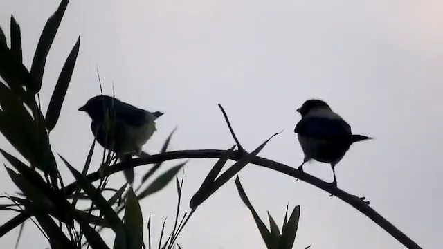 Black-headed Tanager - ML647137257