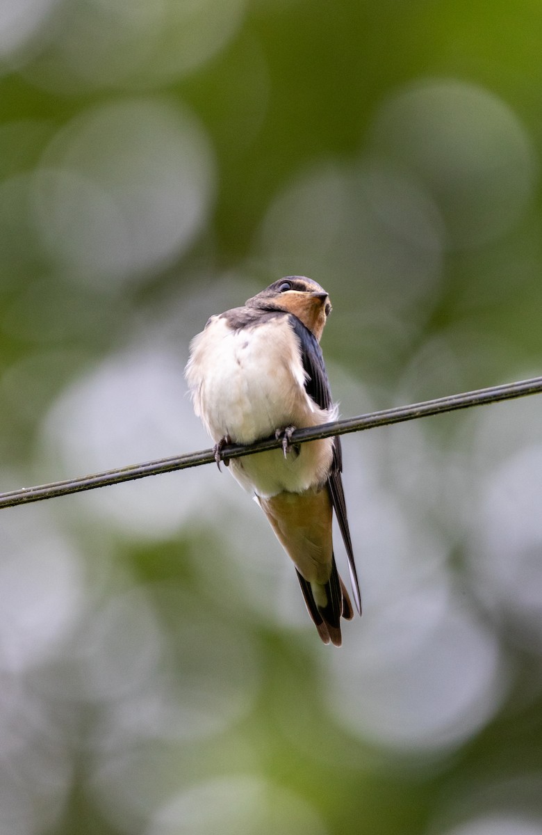 Barn Swallow - ML647137258