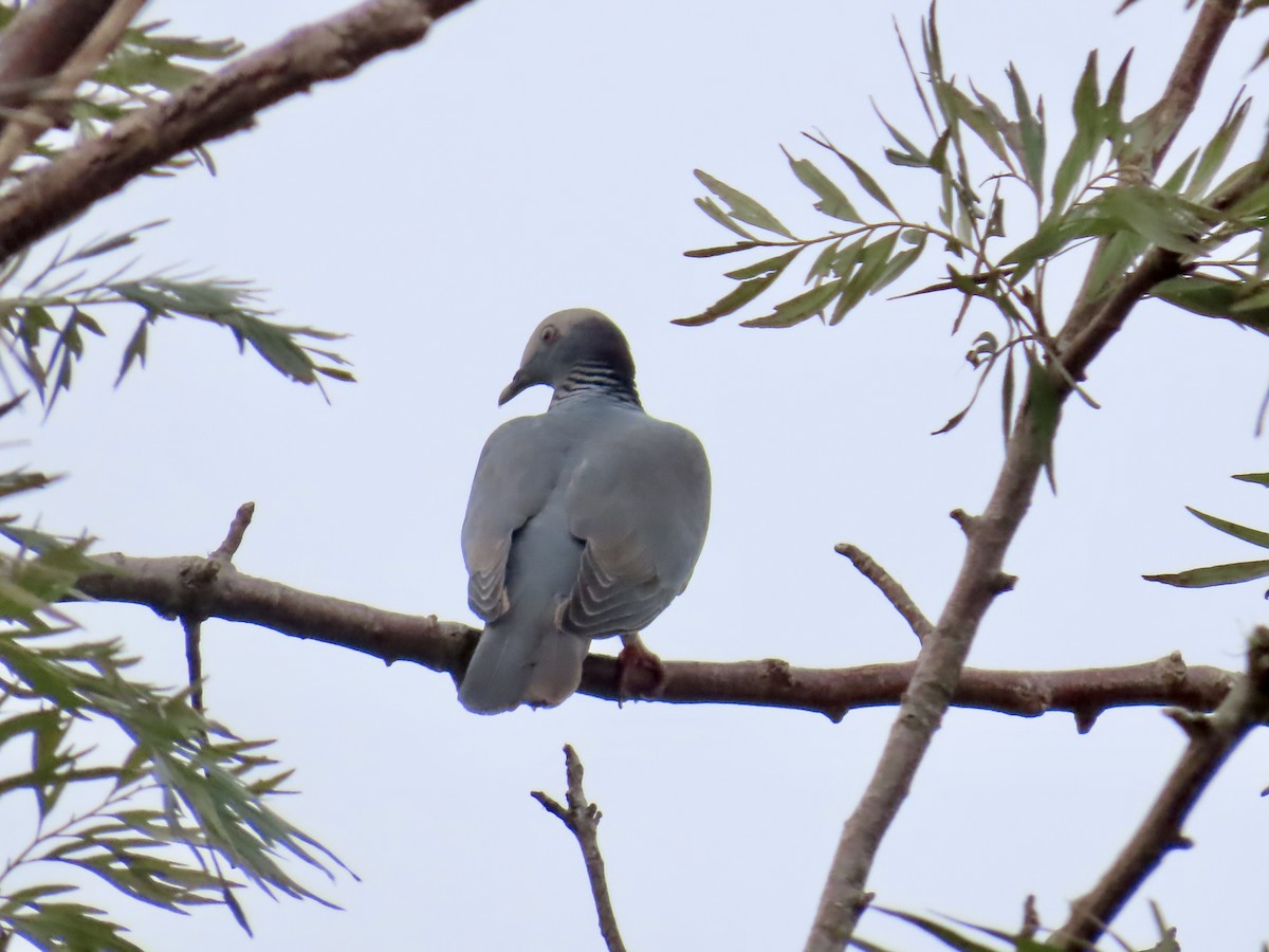 White-crowned Pigeon - ML647137261