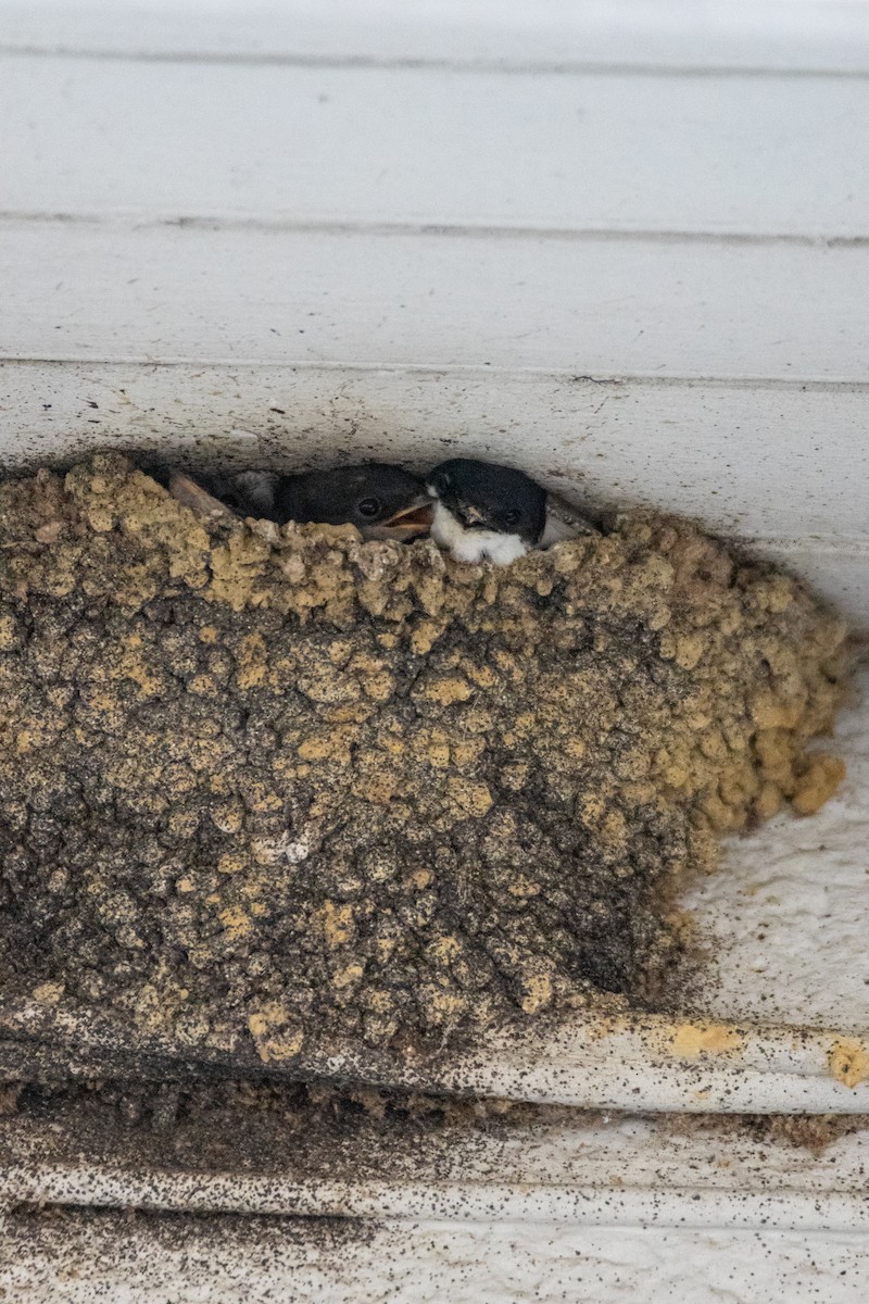 Western House-Martin - ML647137262