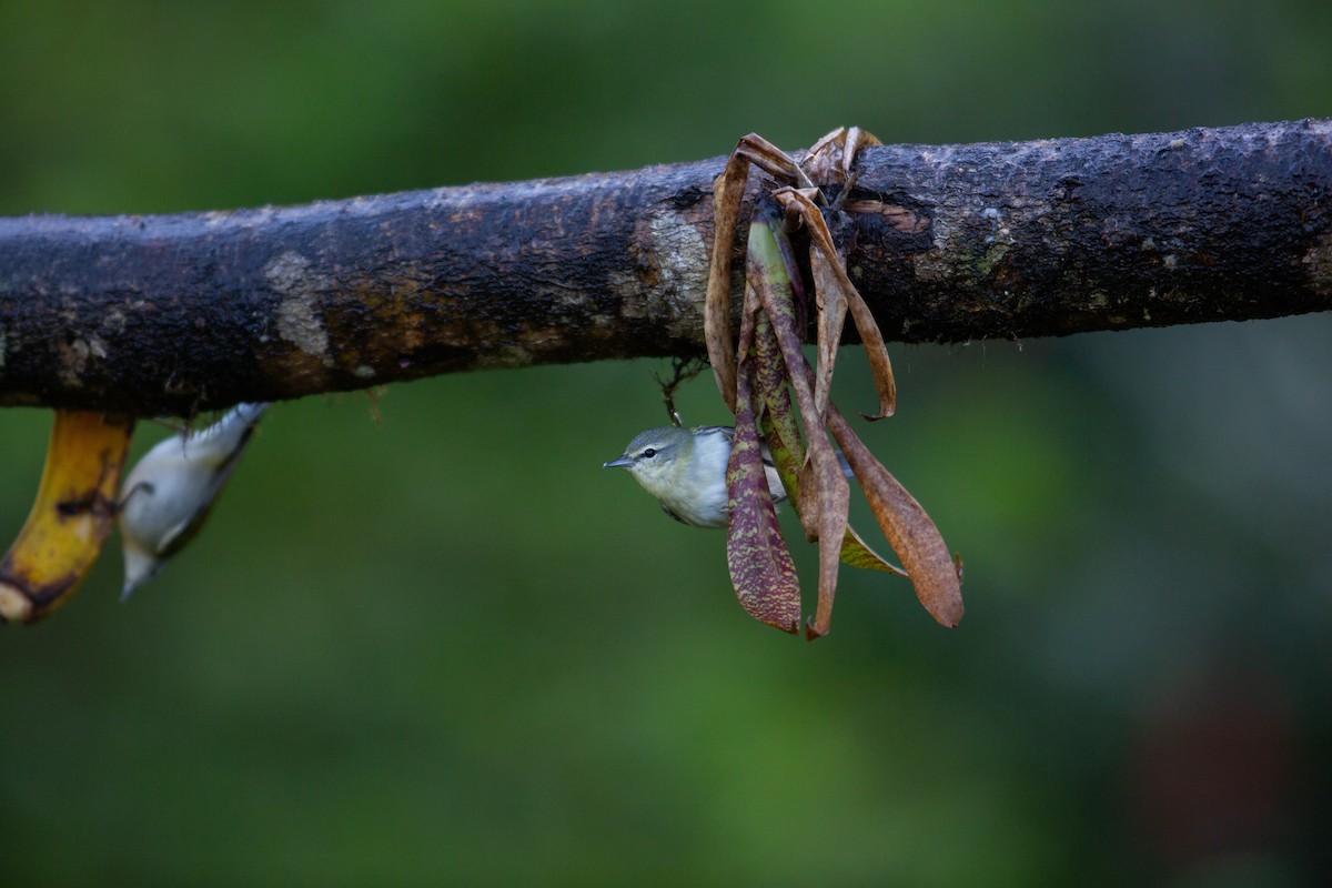 Червоїд світлобровий - ML647137263
