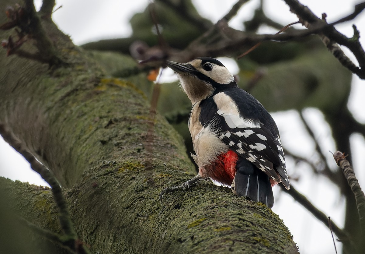 strakapoud velký - ML647137269