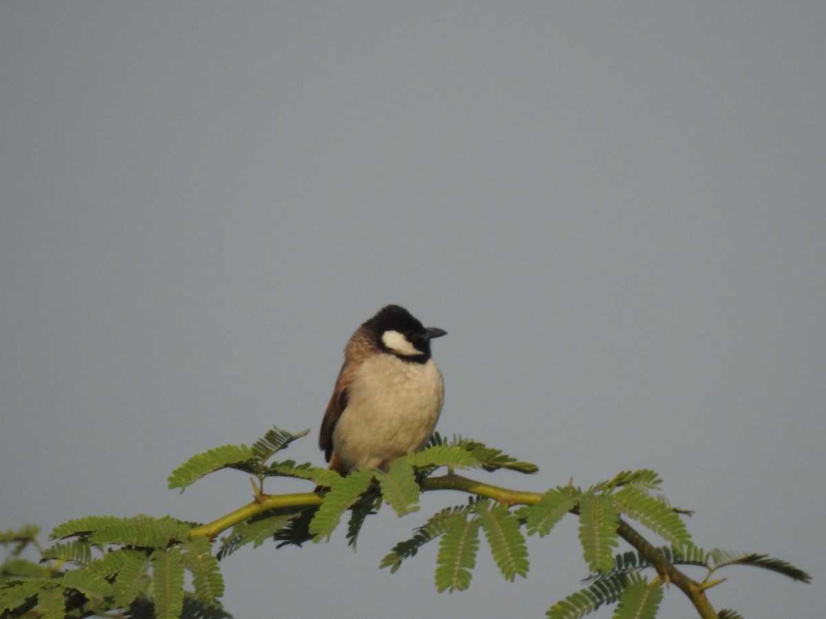 White-eared Bulbul - ML647137270