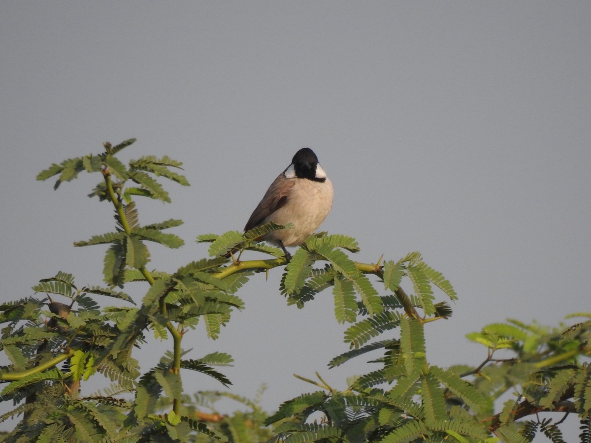 White-eared Bulbul - ML647137271