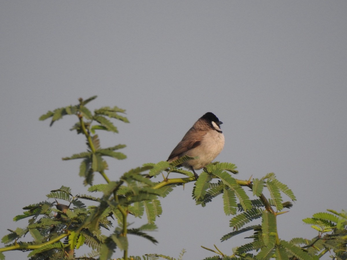 White-eared Bulbul - ML647137272