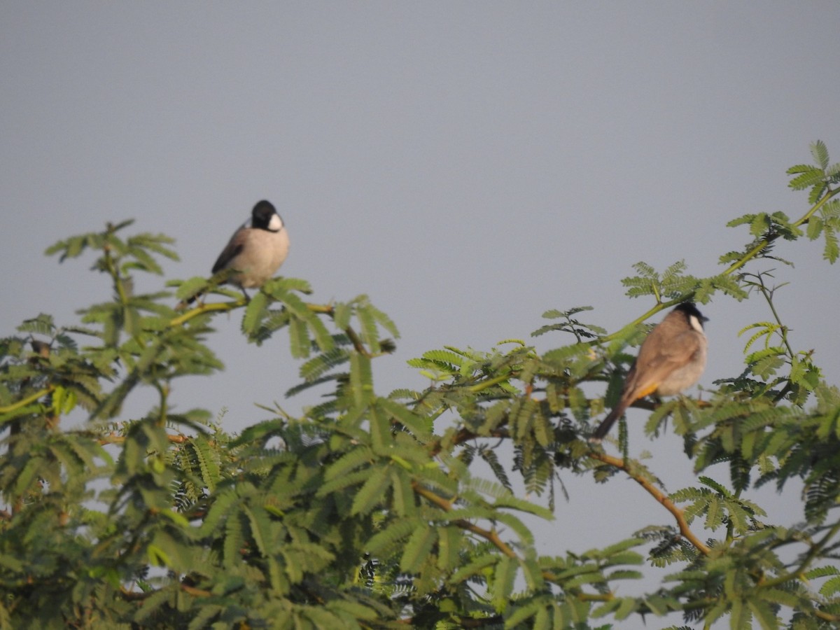 White-eared Bulbul - ML647137273