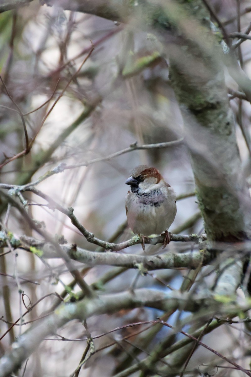 House Sparrow - ML647137274