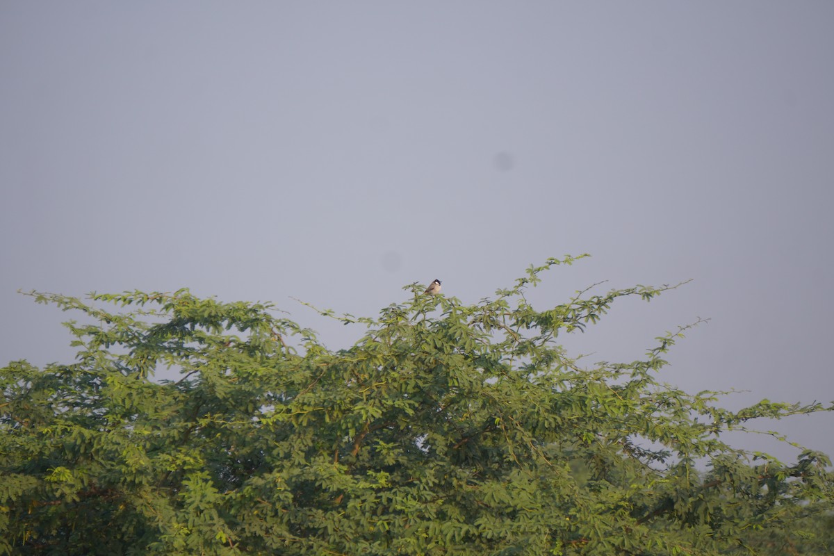 White-eared Bulbul - ML647137275