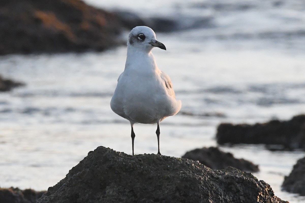 Mediterranean Gull - ML647137292