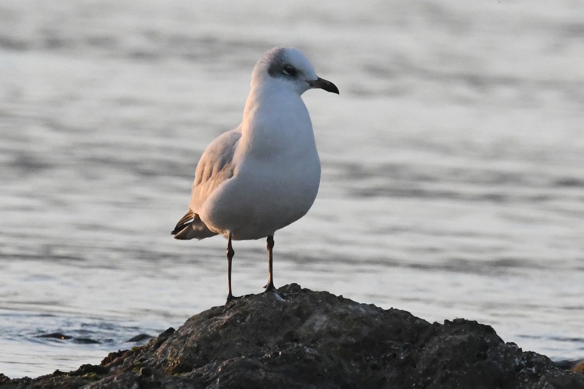 Mediterranean Gull - ML647137295