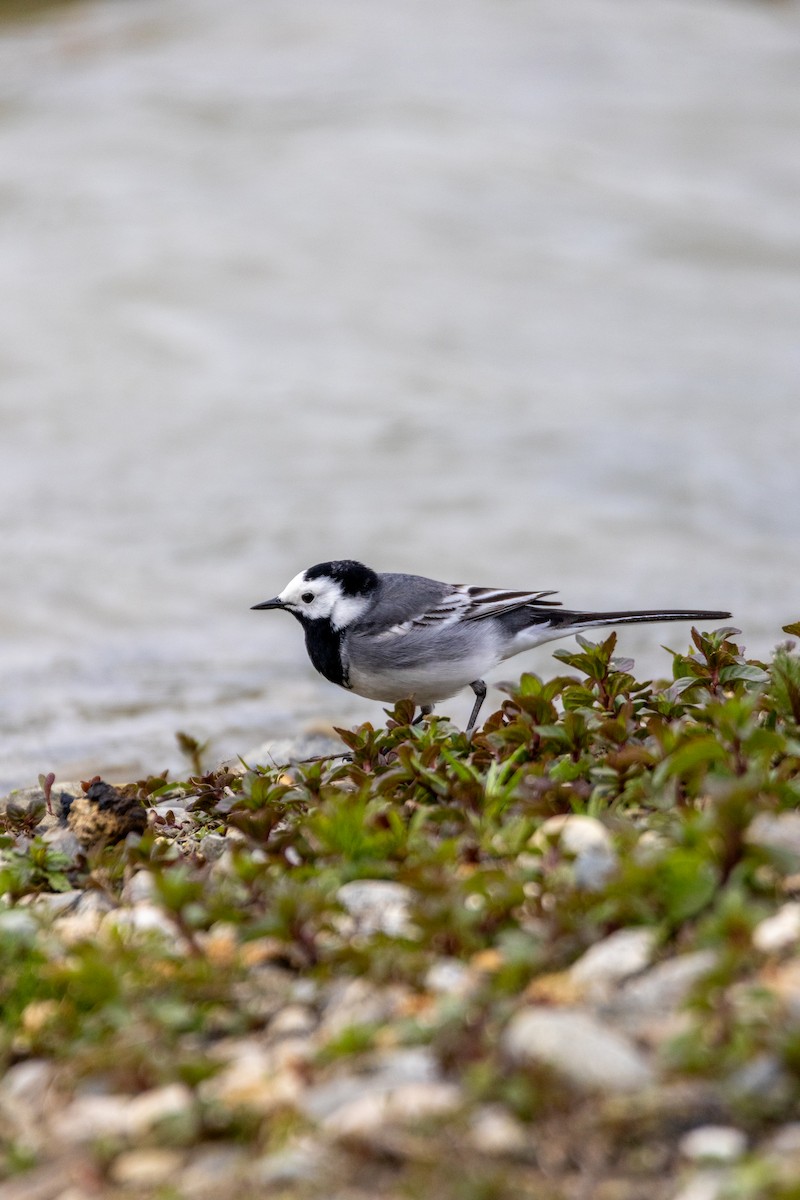 White Wagtail - ML647137298
