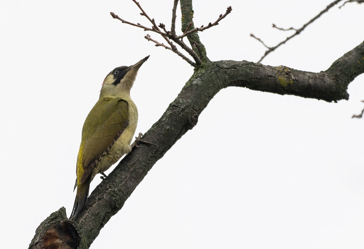 žluna zelená - ML647137303