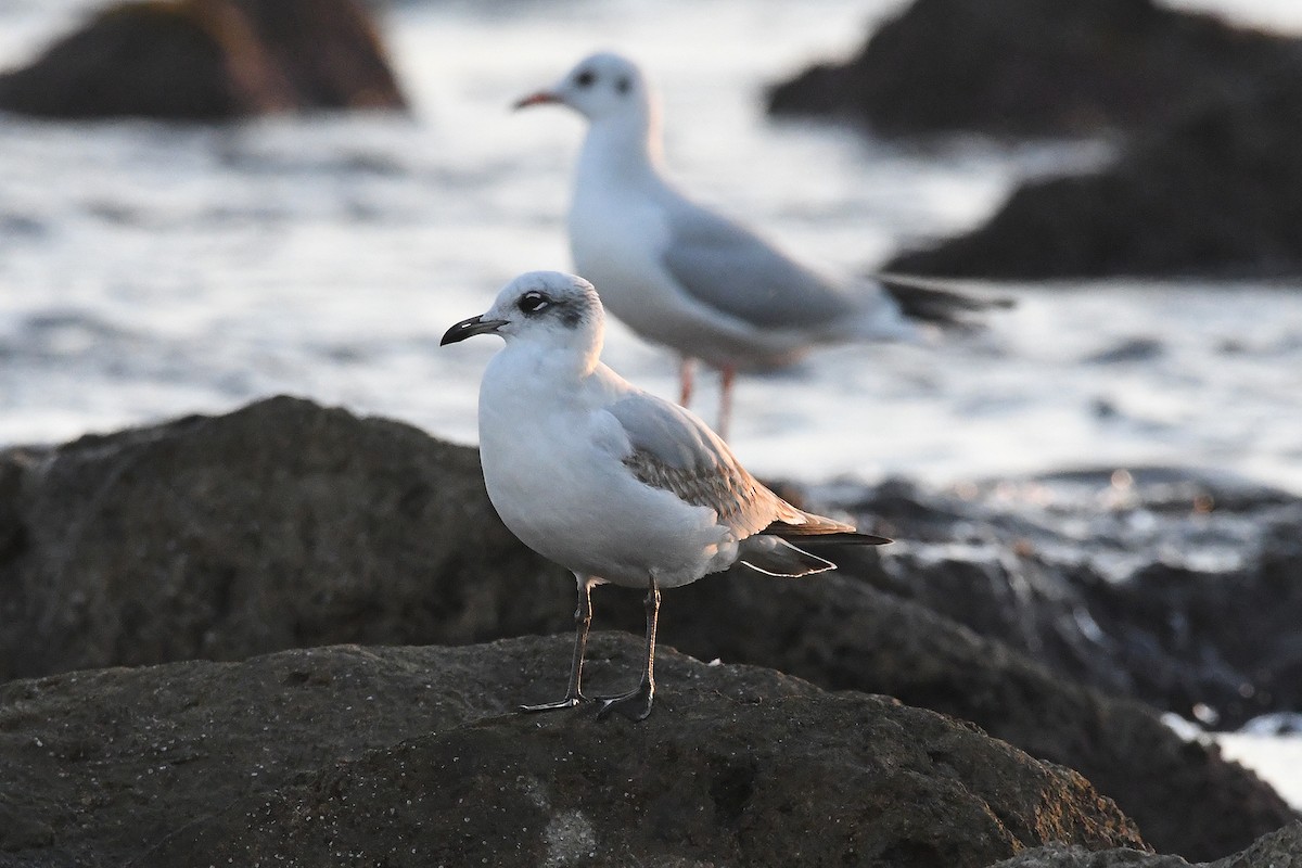 Mediterranean Gull - ML647137309