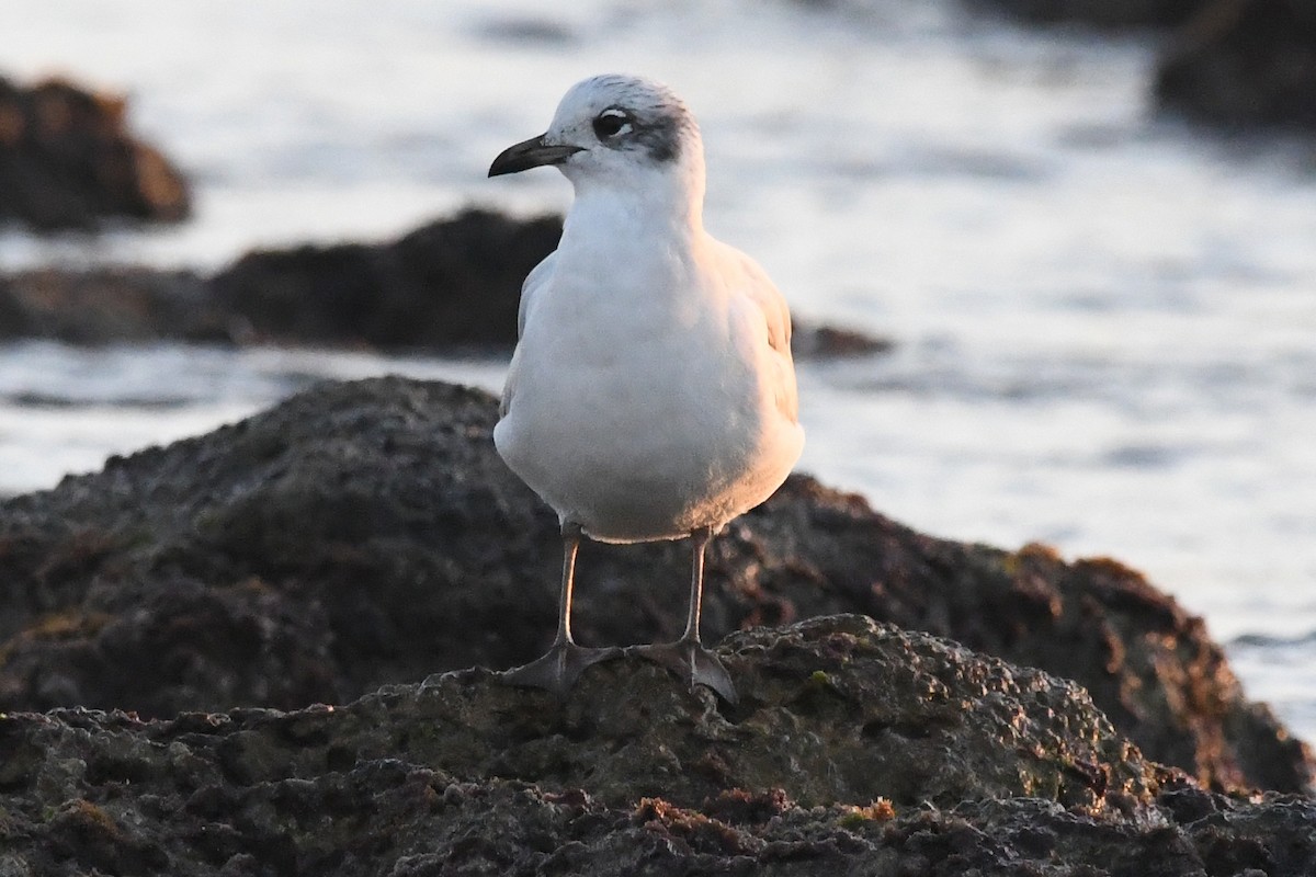 Mediterranean Gull - ML647137316