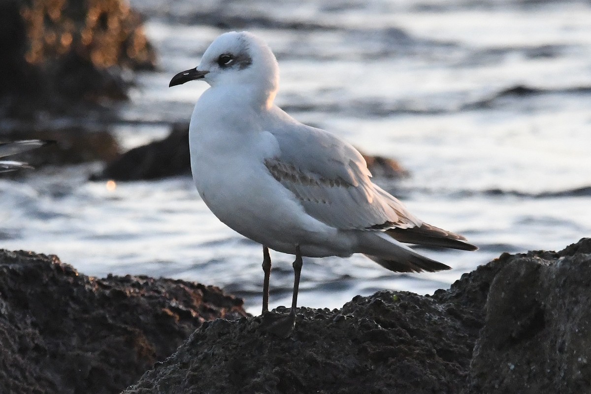 Mediterranean Gull - ML647137318