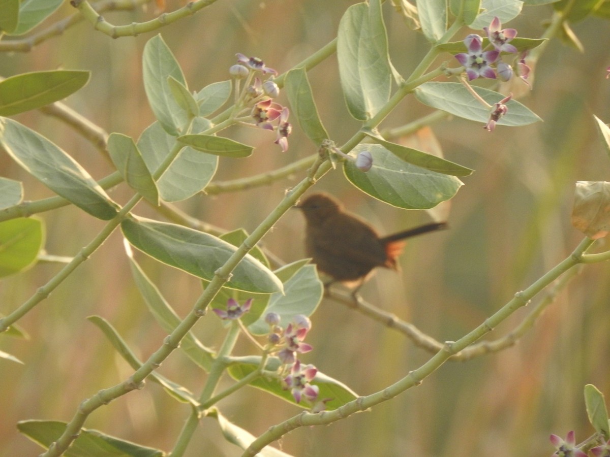 Indian Robin - ML647137319