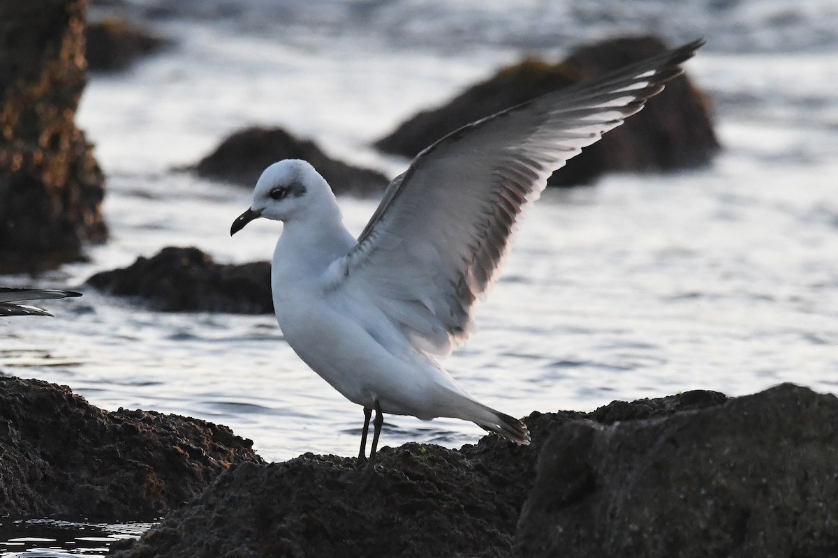 Mediterranean Gull - ML647137322